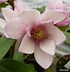 Image result for Magnolia Fairy Blush