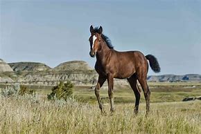 Image result for Mustang Horse