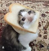 Image result for Cursed Cat Meme Image