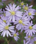 Image result for Aster cordifolius Photograph
