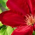 Image result for Clematis Rebecca