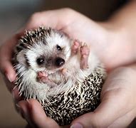 Image result for Hedgehog in Hand