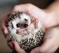 Image result for Hedgehog Spike in Hand