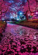 Image result for Cherry Blossom in Japan Wallpaper