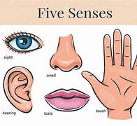 Image result for 5 Senses Eyes