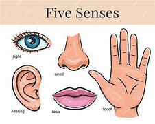 Image result for 5 Human Senses