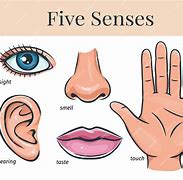 Image result for Five Senses Eyes
