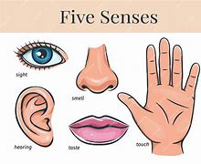 Image result for Five Human Senses