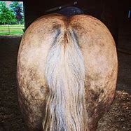 Image result for Winking Horse Rear
