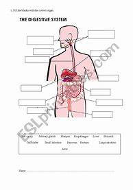 Image result for Human Body Digestive System Worksheets
