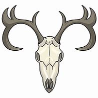 Image result for Deer Skull with Bottom Jaw