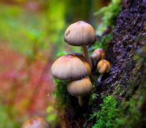 Image result for magic mushrooms