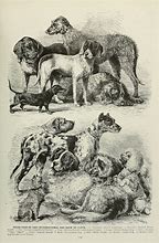 Image result for Antique Dog Drawing