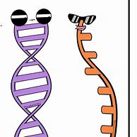 Image result for Amoeba Sisters DNA vs RNA