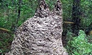 Image result for World's Largest Hornet Nest