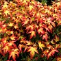 Image result for Best Japanese Maple Tree