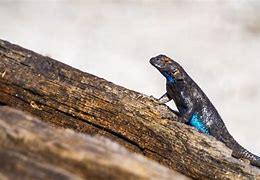 Image result for Blue Belly Lizard