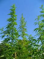 Image result for Cannabis Sativa Plant