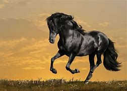 Image result for Arabian Horse Pictures Free