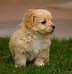 Image result for Fluffy Toy Dog Breed