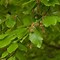 Image result for Beech Tree With
