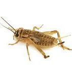 Image result for Cricket Pest