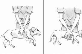 Image result for CPR for Pets