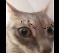 Image result for Cat Dwayne Eyebrow Meme