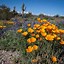 Image result for Arizona Wildflowers Guide