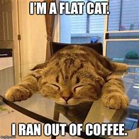 Image result for Coffee Cat Meme