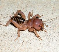 Image result for Jerusalem Cricket Look Alike