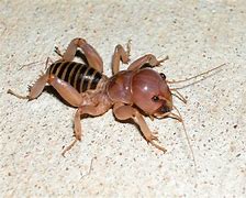 Image result for Jerusalem Cricket with Hard Hat