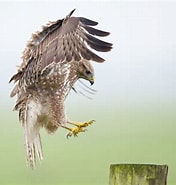 Image result for Buizerd geluid. Size: 176 x 185. Source: www.rootsmagazine.nl