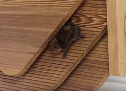 Image result for 3D Printed Bat Box