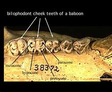 Image result for Deer Jaw Bone with Teeth