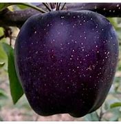 Image result for Pics of Black Diamond Apple