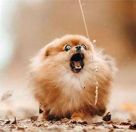 Image result for Funny Cute Pomeranian Dog