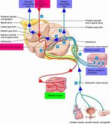 Image result for The Sensory System