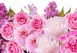 Image result for Beautiful Pink Rose Flower Wallpaper