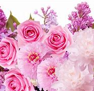 Image result for Real Cute Flowers