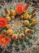 Image result for Barrel Cactus Flower