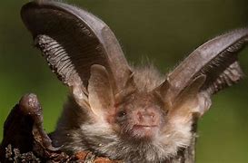 Image result for Brown Long Eared Bat Eyes