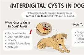 Image result for Interdigital Cysts On Dogs Paws