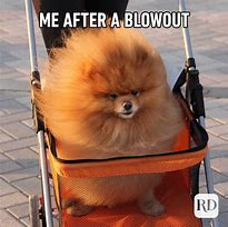 Image result for Dog Meme Funny Animals
