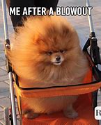 Image result for Funny Animal Memes Clean with Facts