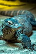 Image result for Monitor Lizard Thailand