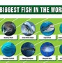 Image result for Biggest Fish On Earth