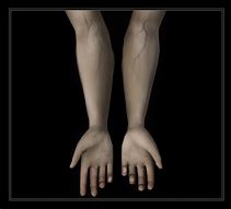 Image result for Sims 4 Veiny Hands