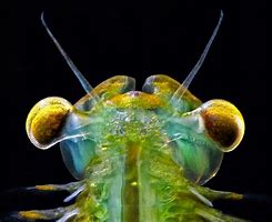 Image result for Fairy Shrimp