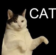 Image result for Cat Gasp Meme